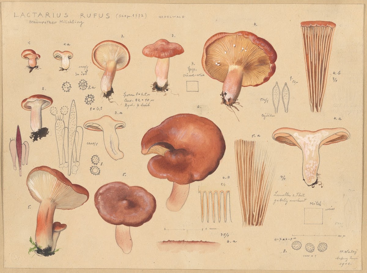 Lactarius rufus Scop 1772 1915 1945