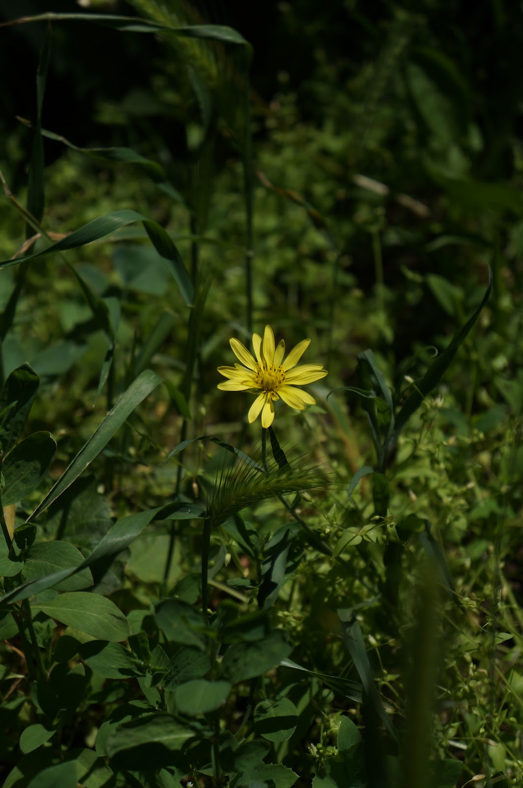 Flouur