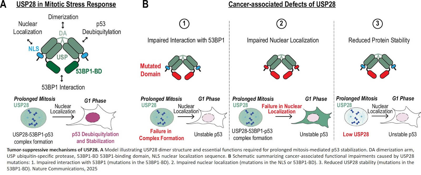 Cancer-associated USP28 missense mutations disrupt 53BP1 interaction and p53 stabilization