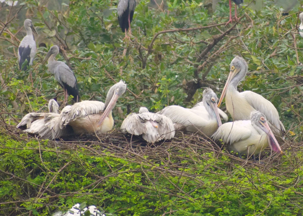 Nelapattu Bird Sanctuary