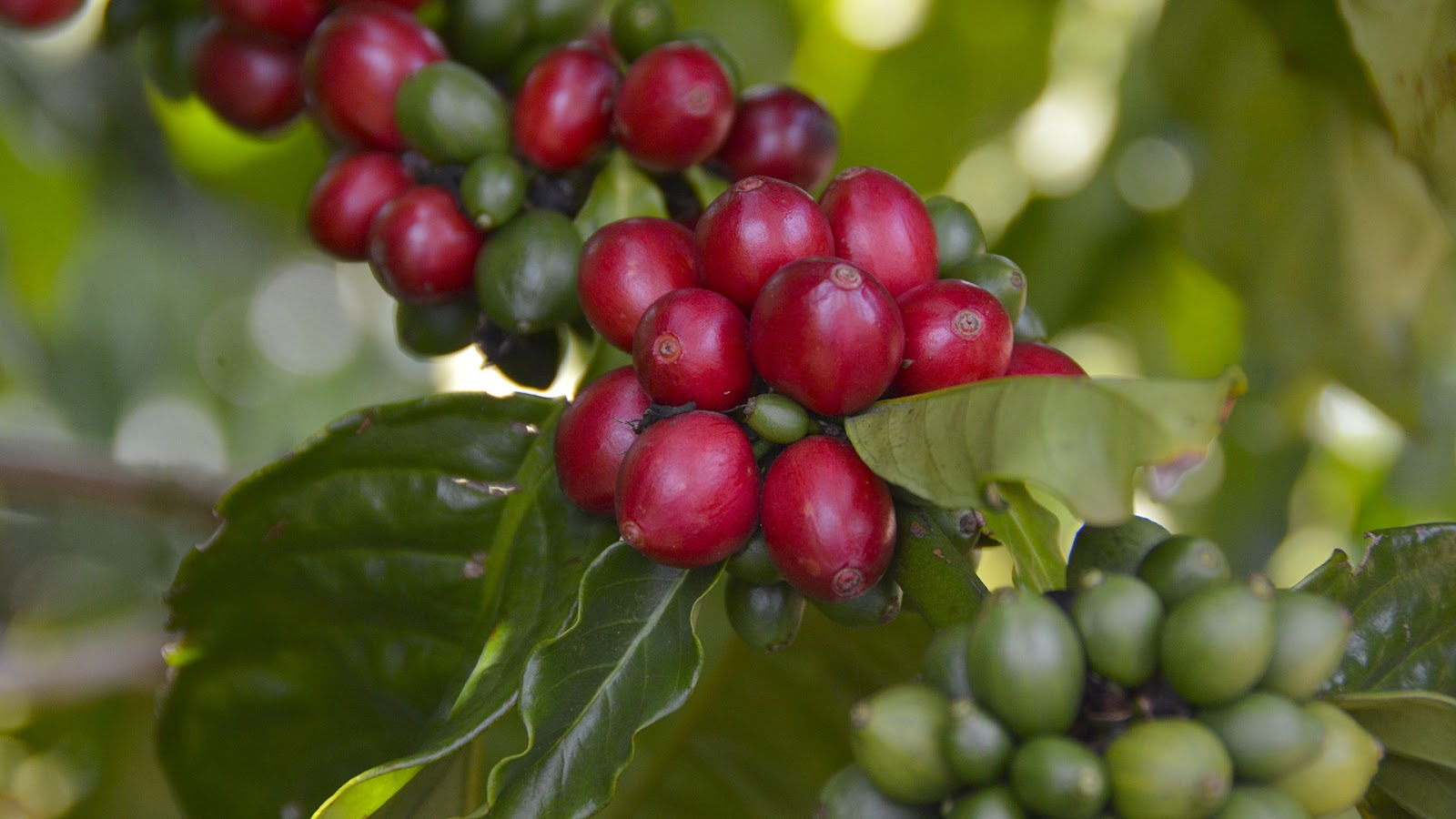 Ruta Del Café