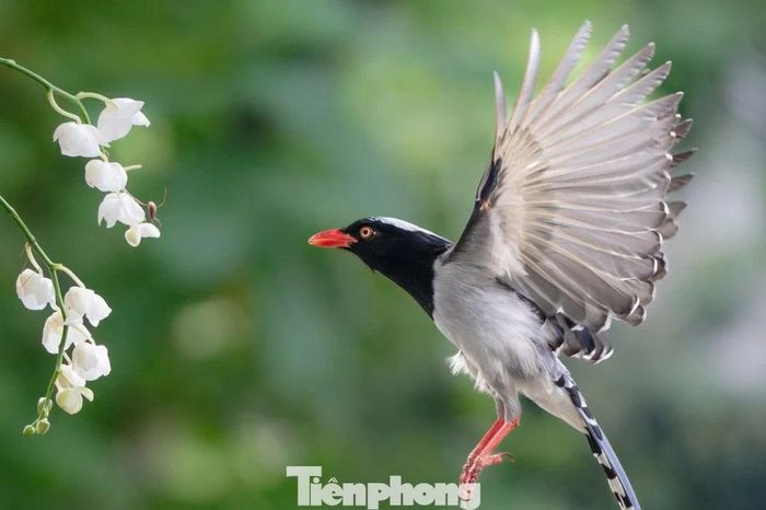 Chim hoang dã về phố làm tổ, dạn dĩ 'dạo vỉa hè' Hà Nội - Báo Tiền Phong