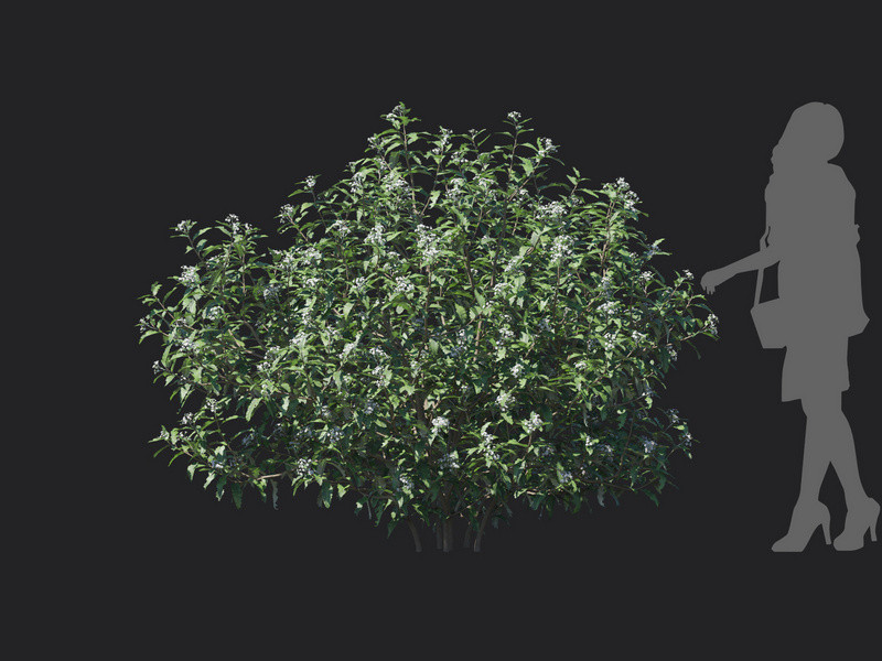 Maxtree - Plant Models Vol.129