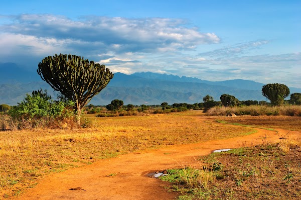 Coffee growing hillside in Kasese, Uganda