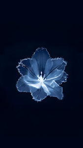 Ethereal Glowing Blue Flower Dark Minimalist Macro Art