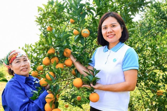 Từ vườn cam Cao Phong đến danh hiệu 'Ngôi sao Hợp tác xã' - Tạp chí Vnbusiness