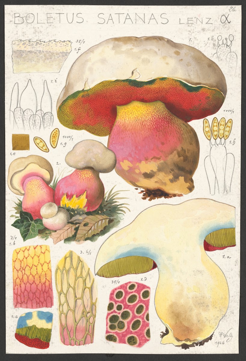 Boletus satanas Lenz α 1915 1945