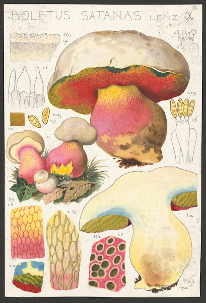 Boletus satanas Lenz α 1915 1945