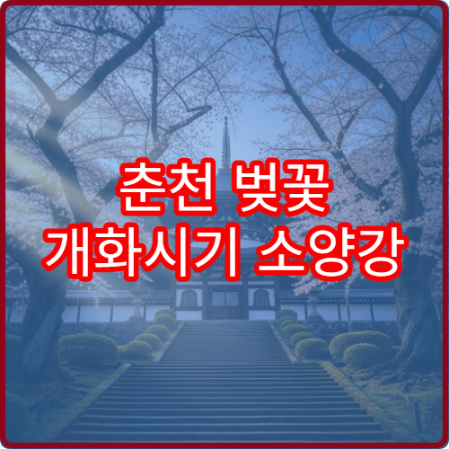 춘천 벚꽃 개화시기 소양강 벚꽃 언제 필까