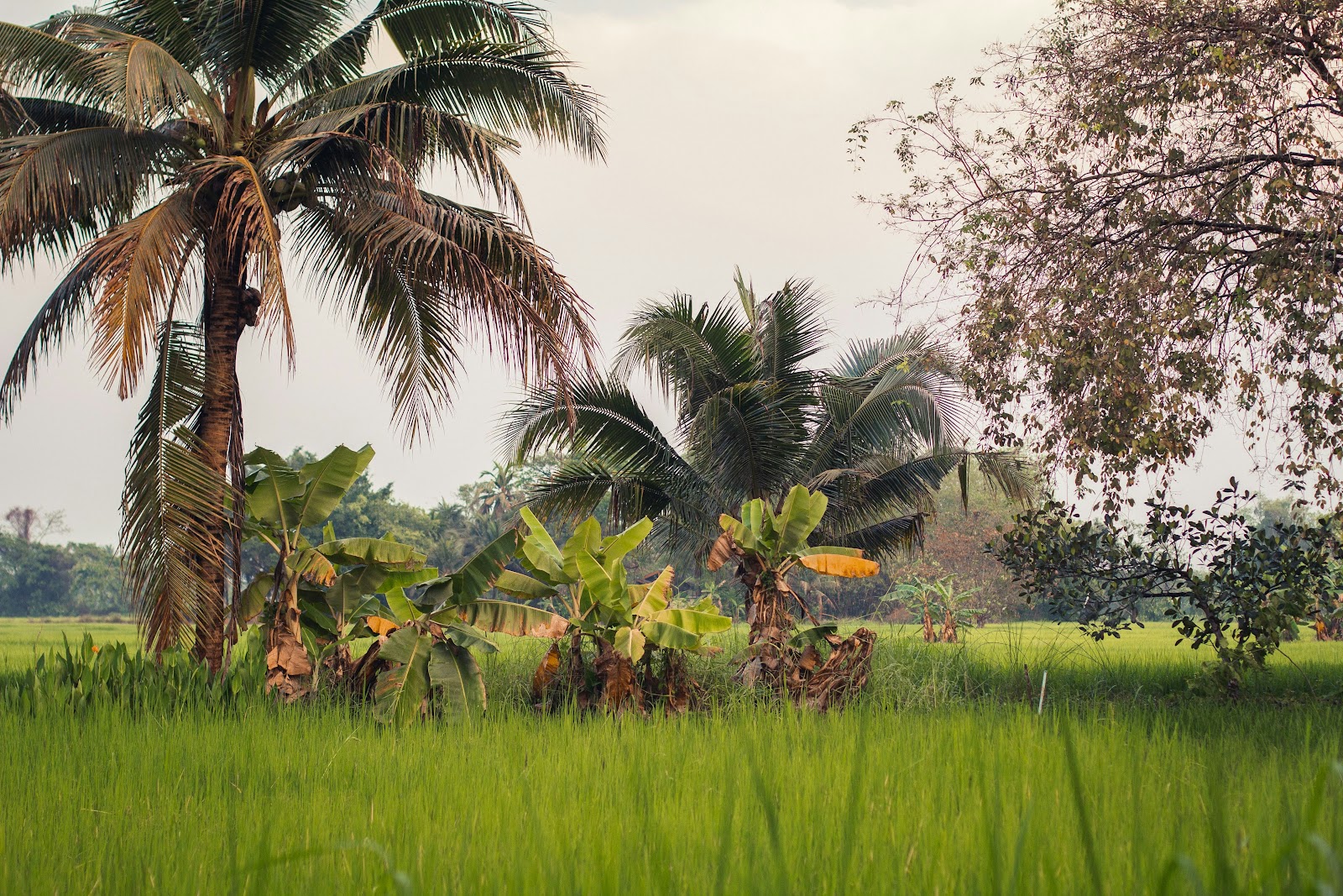 -Groupe, Colonie ado Circuit Thaïlande-où visiter: ville typique, voir un paysage ?