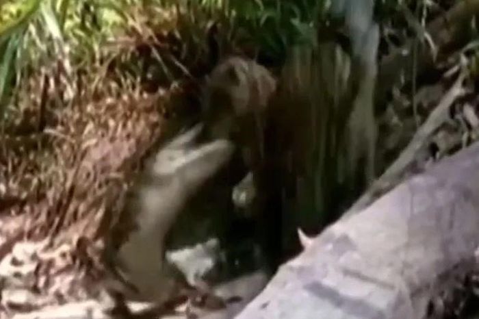 Liều lĩnh trêu cá sấu, báo đốm con suýt phải trả giá bằng mạng sống - Tạp chí Doanh Nghiệp Việt Nam