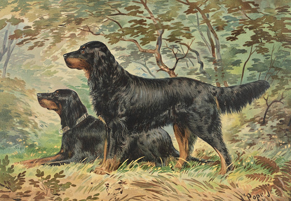 Two Gordon Setters facing left one standing one reclining 1880