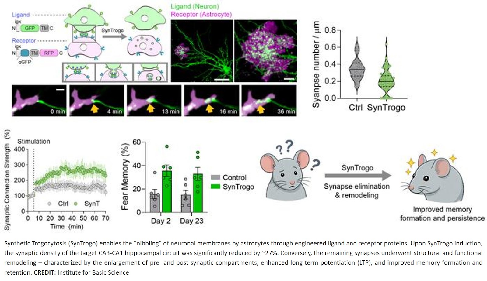 Remodeling synaptic connections via engineered neuron-astrocyte interactions