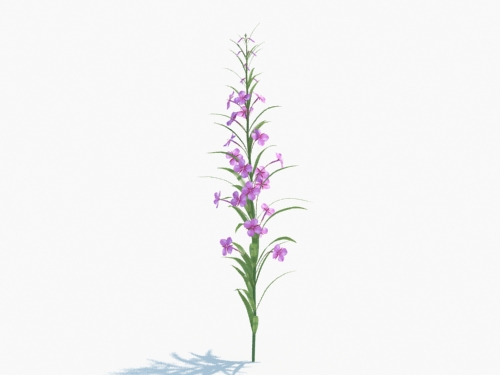 Maxtree - Plant Models Vol.3
