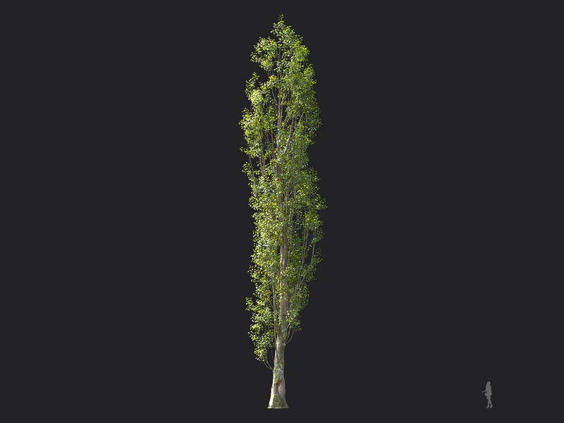 Maxtree - Plant Models Vol.124