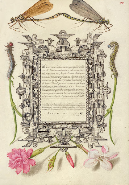 Damselflies Caterpillars Carnation and Poets Jasmine 15611596