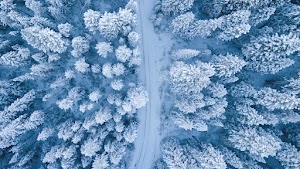 Winter Forest Wallpaper