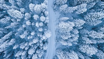 Winter Forest Wallpaper
