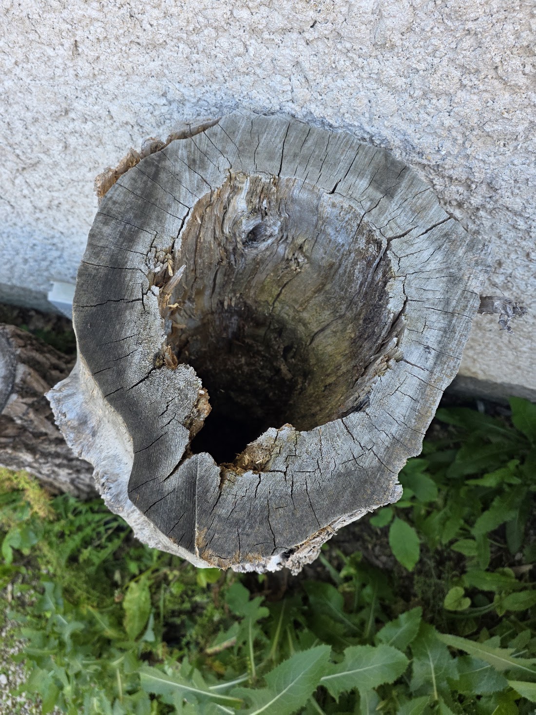 The Île-des-Chênes maple end grain