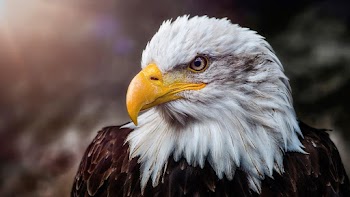 Eagle Face Wallpaper