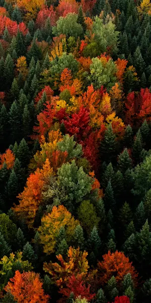 Autumn Forest, Aerial View, Fall Foliage, Colorful Trees 4K Wallpaper Background