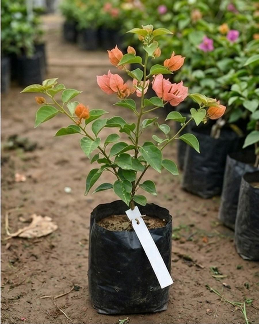 Imported Aruna Bougainvillea Plant — view 3
