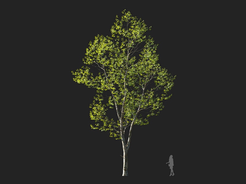 Maxtree - Plant Models Vol.114