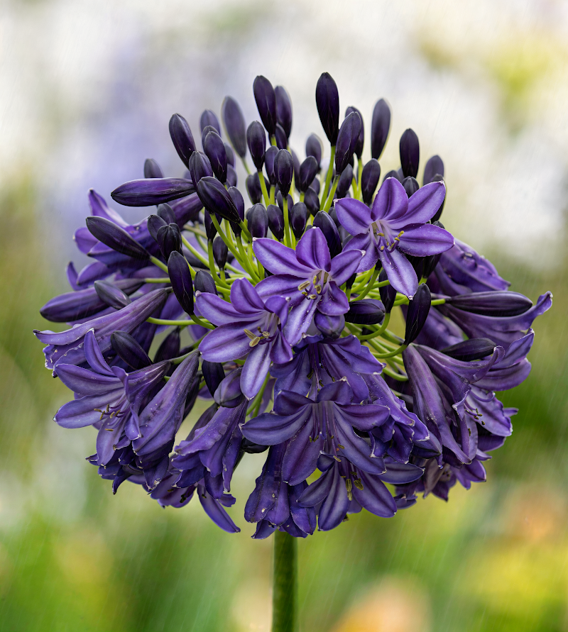 Agapanthus 'Dark Silk' con fiori viola intenso