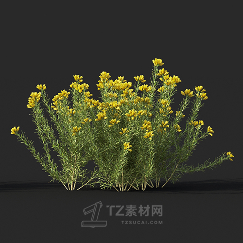 Maxtree - Plant Models Vol.60