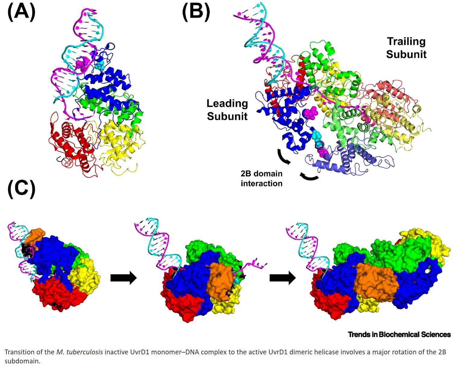 A conundrum resolved: regulation and activation of UvrD-family DNA helicases/translocases