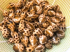 Sơ chế nguyên liệu: Ốc hương ngâm nước, rửa sạch. Bắp tách vỏ, cắt khúc tùy thích. Tắc cắt lát, sả và gừng cắt nhuyễn.