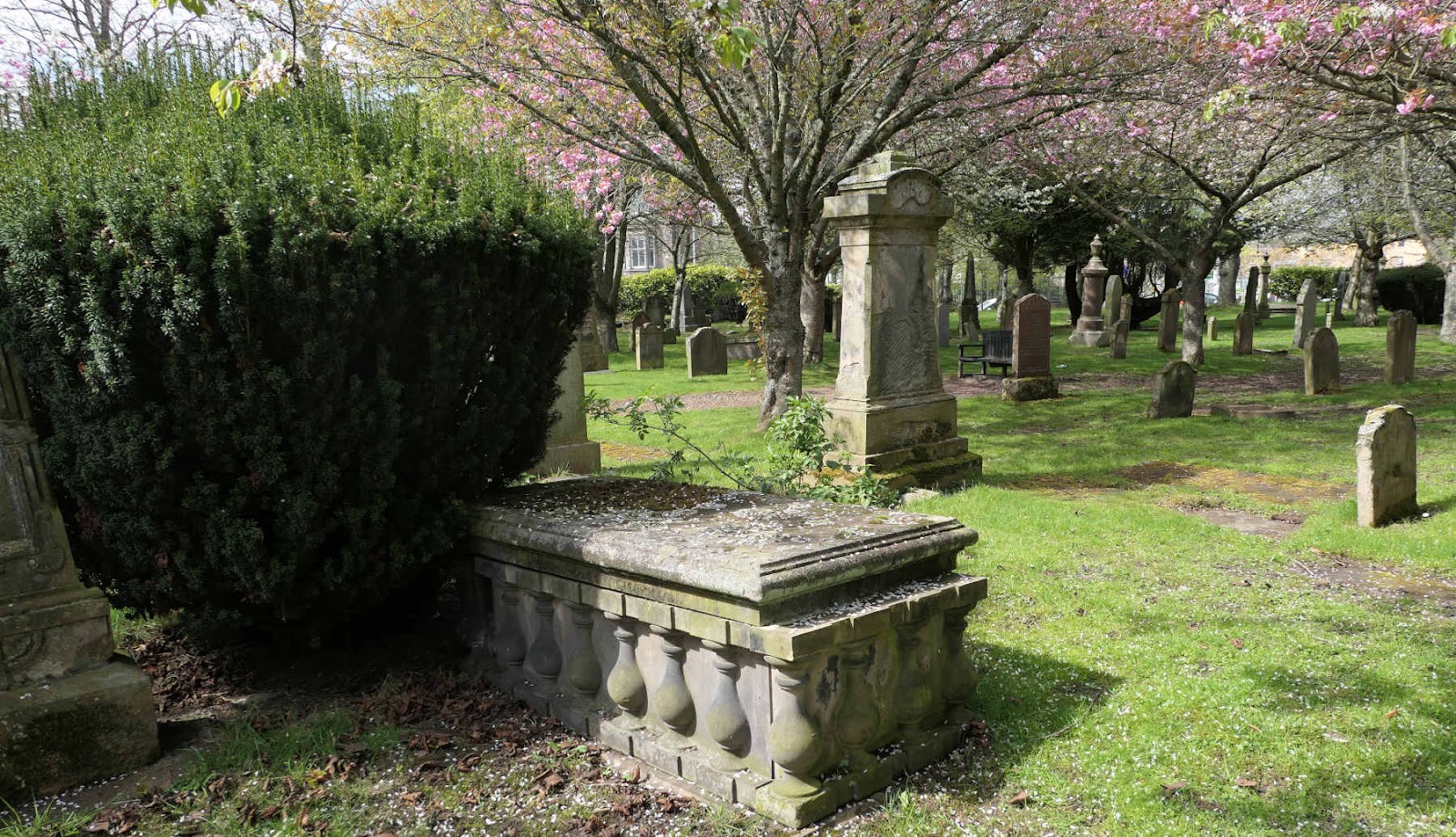 Trent_story_blossoms_in_Chapel_Yard_1020569.jpg