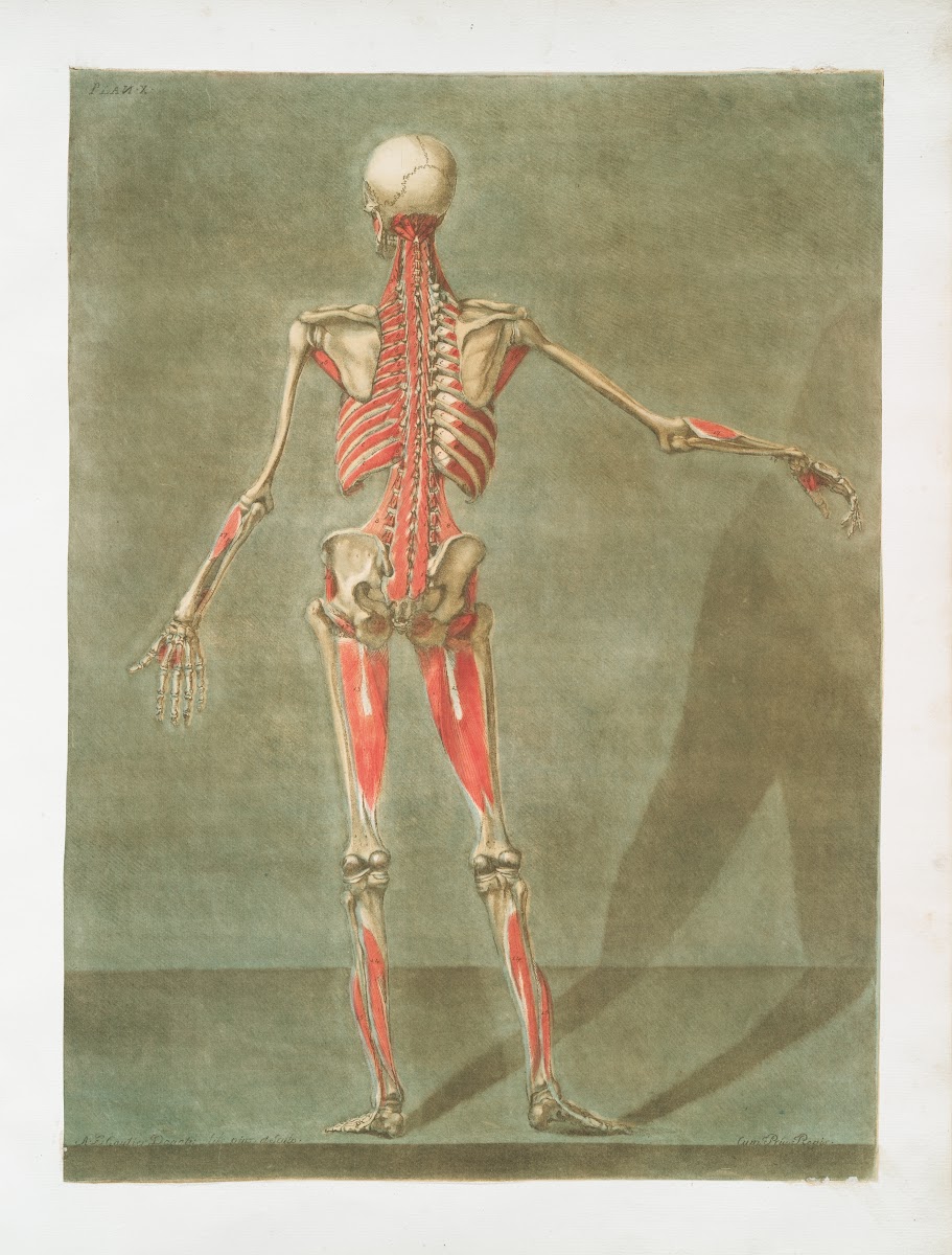 Cette planche représente la derniere couche des muscles 1773