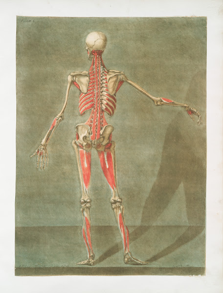 Cette planche représente la derniere couche des muscles 1773