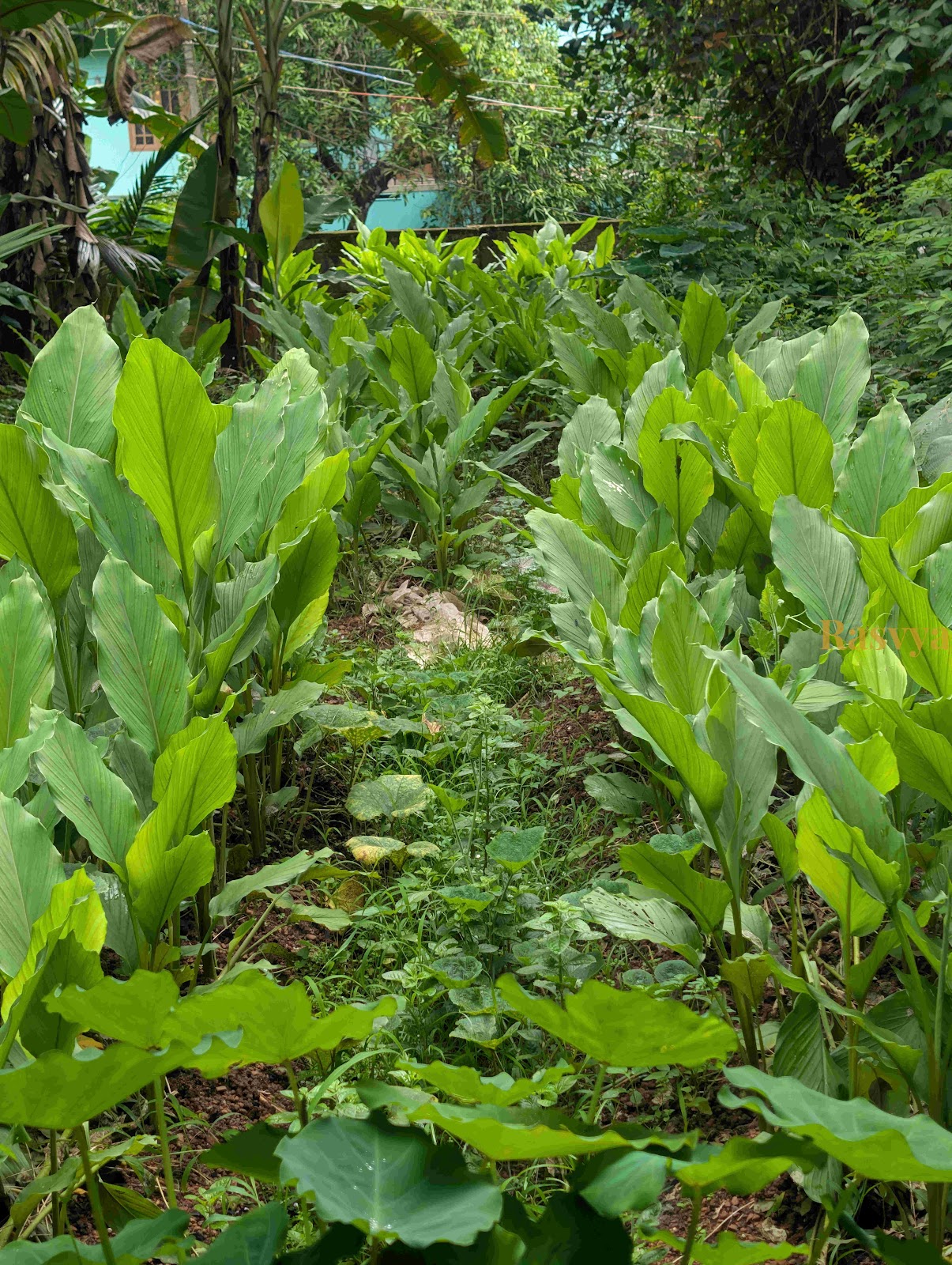 Turmeric growing in the farms of Rasvya