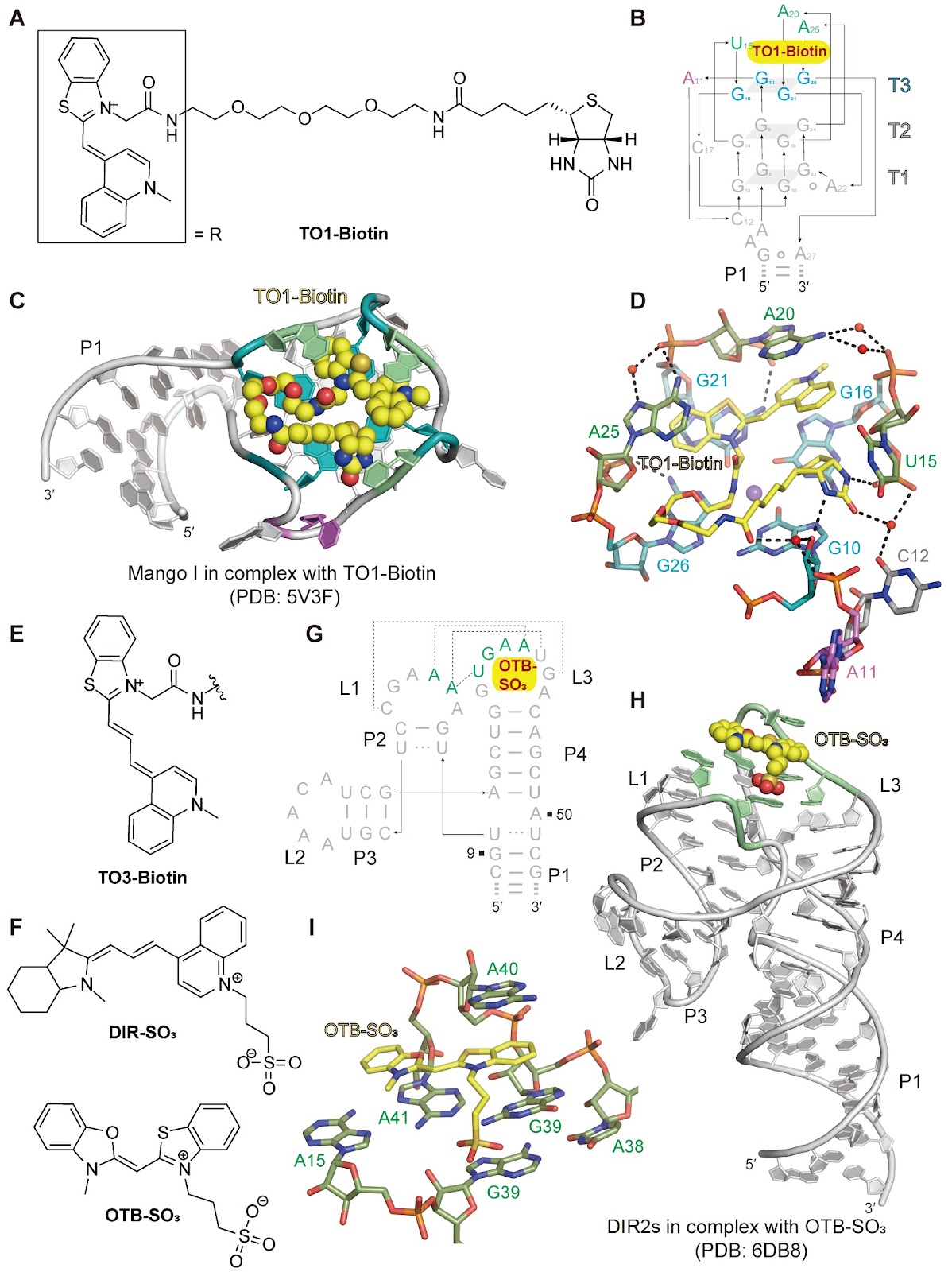 Structure-based insights into fluorogenic RNA aptamers