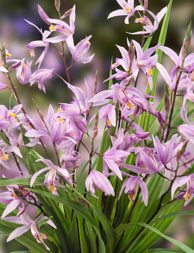 Bletilla striata Penway Paris, orchidea rustica con fiori rosa-violacei striati in giardino ombroso