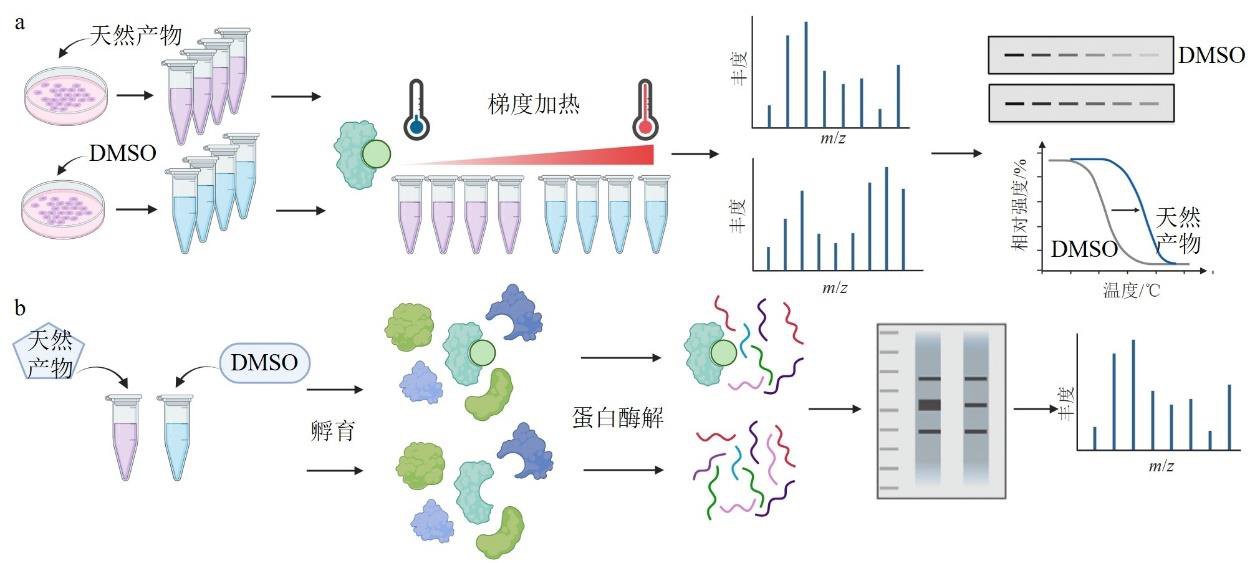 Research Progress and Applications of Target Discovery Strategies for Natural Products
