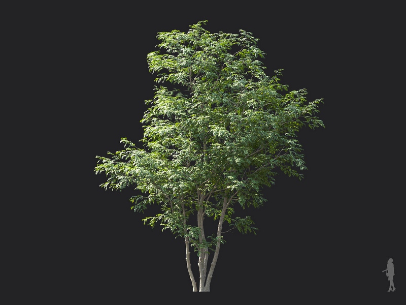 Maxtree - Plant Models Vol.124