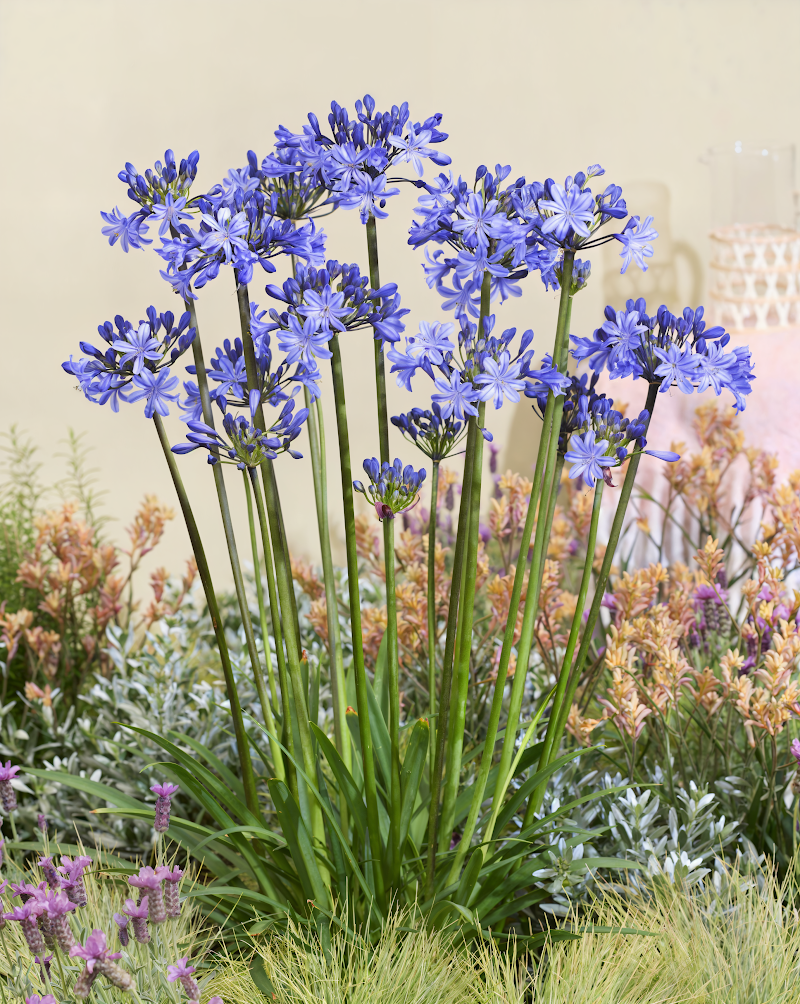 Agapanthus 'Rising Star' in piena fioritura, fiori blu-violacei e fogliame verde scuro