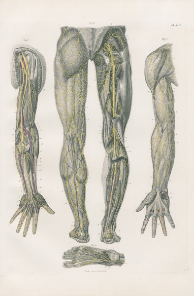 Superficial and deep nerves on the anterior surface of upper extremities 1880
