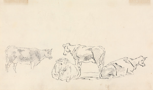 Study Of Cattle