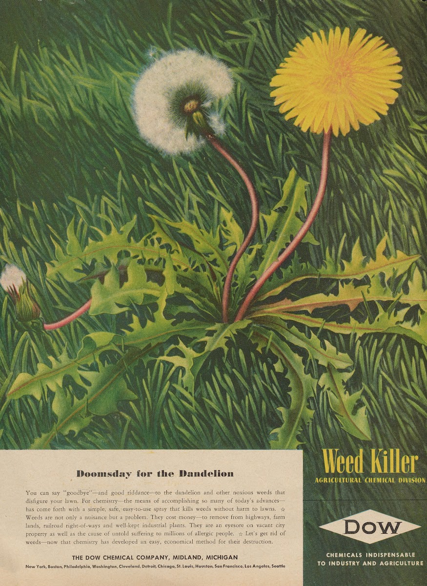 Doomsday for the Dandelion 1946
