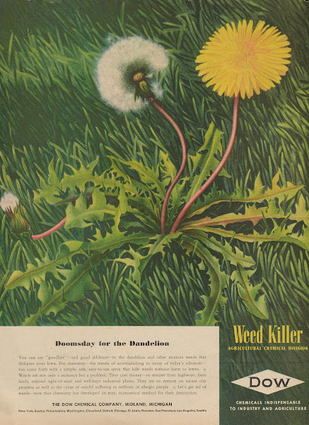 Doomsday for the Dandelion 1946
