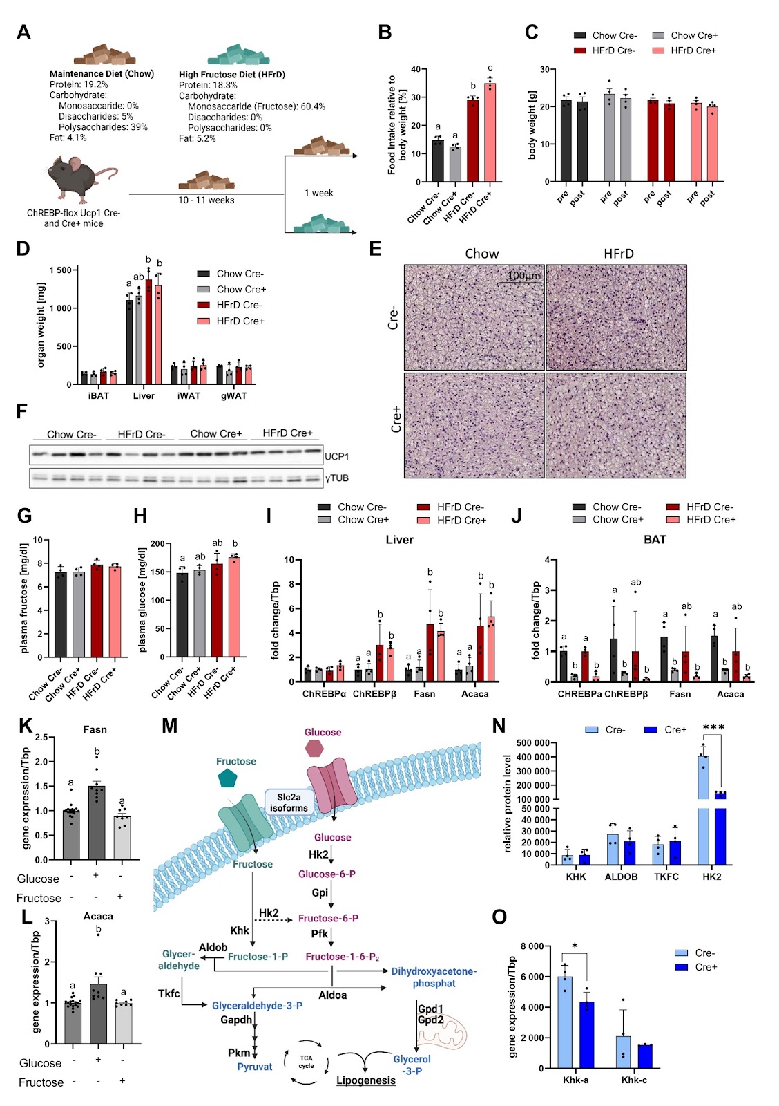 Fructose uptake by brown adipose tissue is independent of carbohydrate response element-binding protein and does not cause elevated de novo lipogenesis