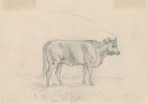 Sketch of a Cow