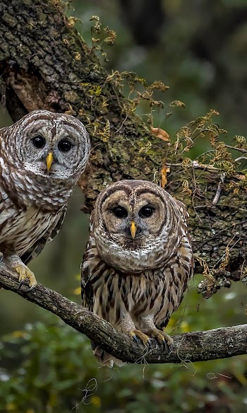 Two Owls Picture