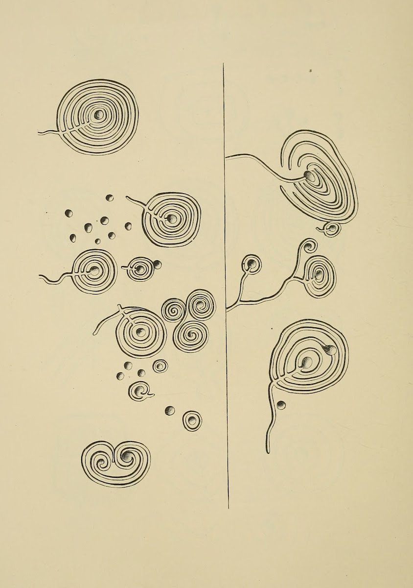 Cup sculptures at Auchnabreach Scotland 1894