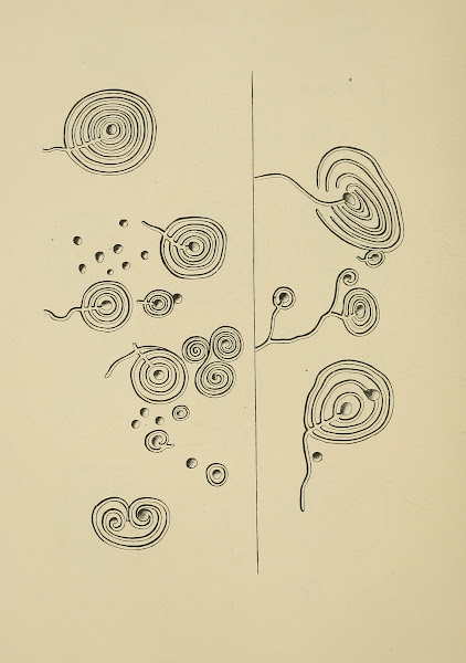Cup sculptures at Auchnabreach Scotland 1894