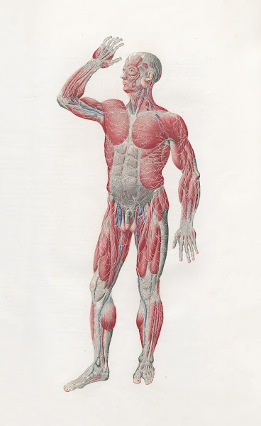 Anatomia Universale Pl04 1833